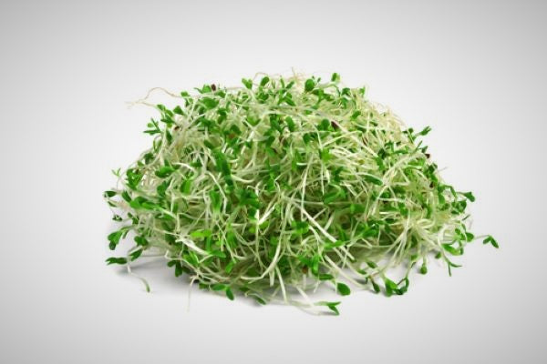 Alfalfa Sprouts - Mr Fresh Foods Pty Ltd