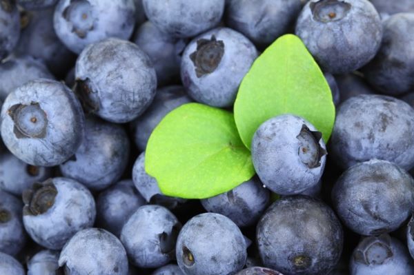 Blueberries - Mr Fresh Foods Pty Ltd