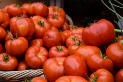 Tomatoes - Gourmet