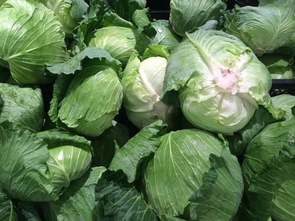 Cabbage - Green Whole - Mr Fresh Foods Pty Ltd