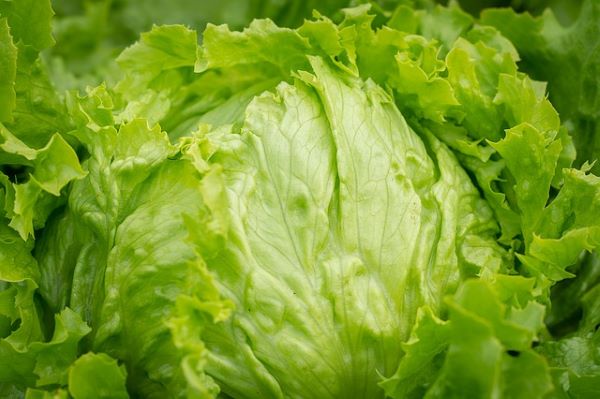 Lettuce - Iceberg - Mr Fresh Foods Pty Ltd