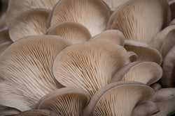 Mushrooms - Oyster 150gm prepacks