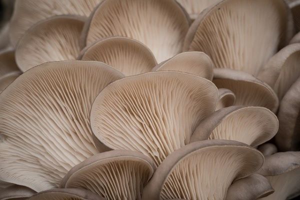 Mushrooms - Oyster 150gm prepacks - Mr Fresh Foods Pty Ltd